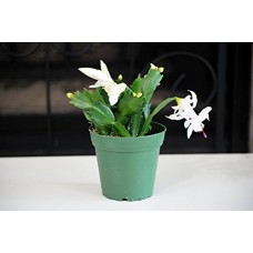 9GreenBox - White Christmas Cactus Plant - Zygocactus - 4" Pot   